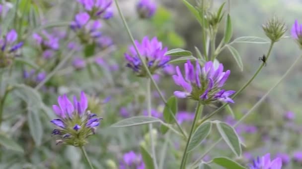 Fleurs Été Dans Forêt — Video