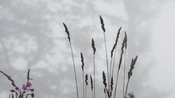 Hierba Agita Viento — Vídeo de stock