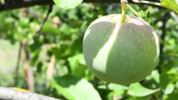 木の上の緑のリンゴ — ストック動画