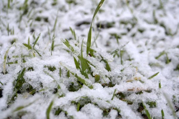 Rumput Hijau Bawah Salju Selamat Tinggal Konsep Musim Dingin Halo — Stok Foto