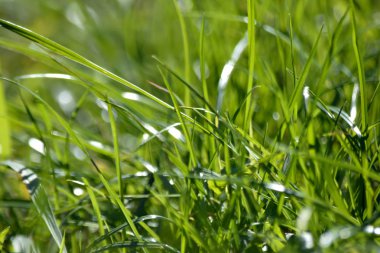 Doğal yeşil arka plan bulanık yeşil çim Merhaba bahar soyut veya kavramı yaz