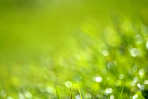 Абстрактный Натуральный Размытый Зеленый Фон — стоковое фото