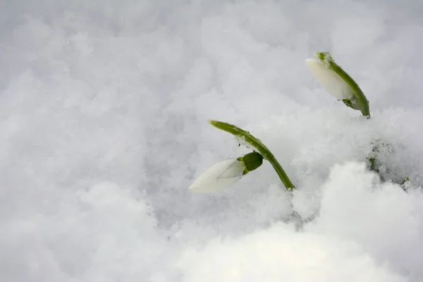 Schneeglöckchen Schnee Frühlingsblumen Hallo Frühling Konzept — Stockfoto