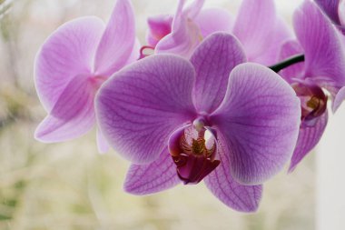 Güzel orkide çiçekler kadar seçici odak kapatın