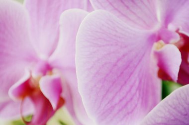 Güzel orkide çiçekler kadar seçici odak doğal arka plan kapatın.