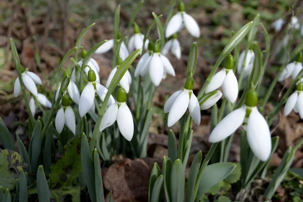 Snowdrops 春の花春のコンセプト — ストック写真