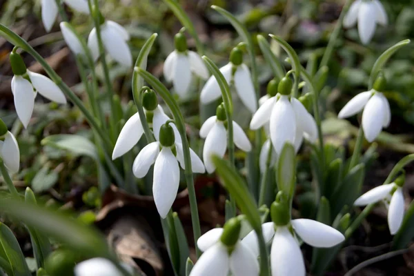 Сніжинки Весняні Квіти Рання Концепція Весни — стокове фото