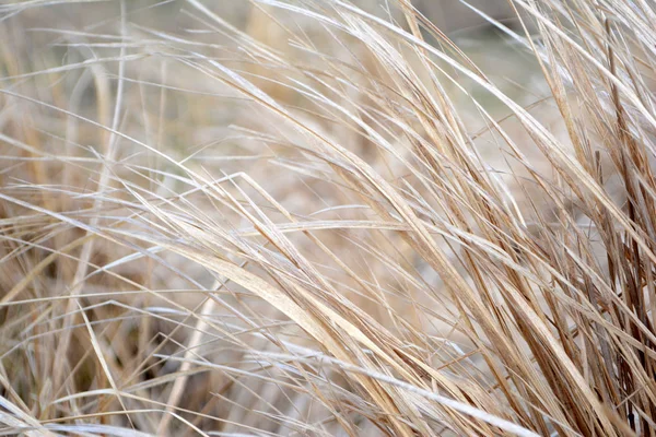 Trockenes Gras Oder Stroh Leicht Natürlichen Hintergrund Beige Ton — Stockfoto