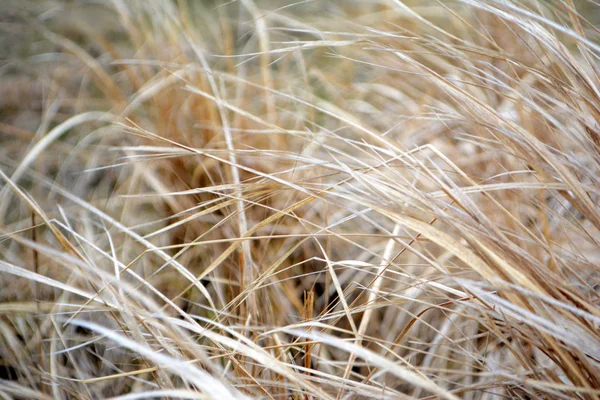 Torrt Gräs Eller Halm Ljus Naturlig Bakgrund Beige Ton — Stockfoto