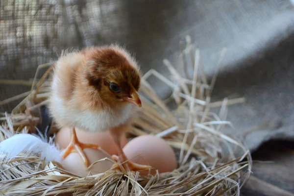 Kuře Hnízdě Vejci Velikonoční Koncept Ptáci Zemědělství — Stock fotografie