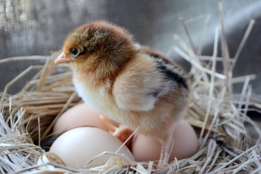 Yuvada yumurtalı civciv. Paskalya konsepti. Çiftlik kuşları