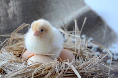 Yuvada yumurtalı civciv. Paskalya konsepti. Çiftlik kuşları