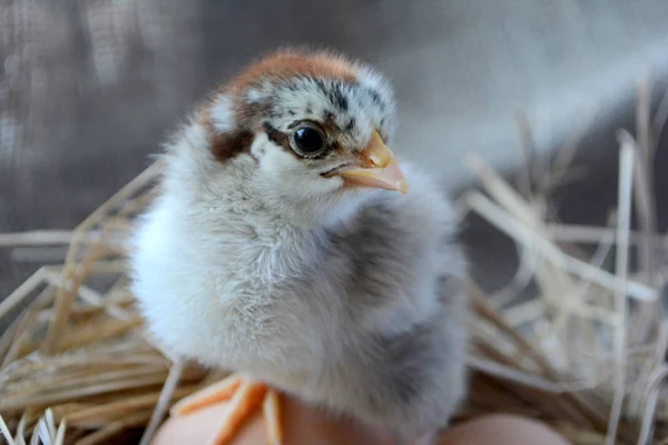 Chica Nido Con Huevos Concepto Pascua Aves Agrícolas — Foto de Stock