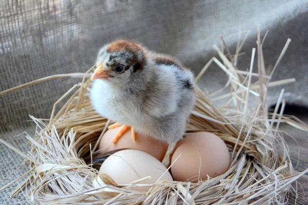 Chick in the nest with eggs. Easter concept. Farm birds