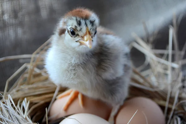 Chick Fészekben Tojással Húsvéti Koncepció Tanyasi Madarak Jogdíjmentes Stock Fotók