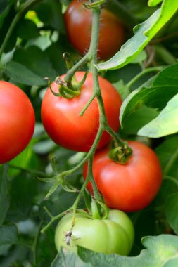 Olgun organik domates bir sera da bir dal üzerinde büyümek