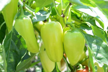 Olgun organik yeşil biber bahçede bir dal üzerinde yetişir