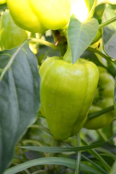 Pimienta Verde Orgánica Madura Crece Una Rama Jardín — Foto de Stock
