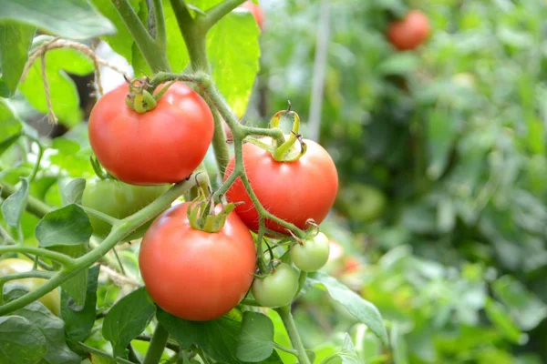 Mogna Organiska Tomater Växer Filial Ett Växthus — Stockfoto