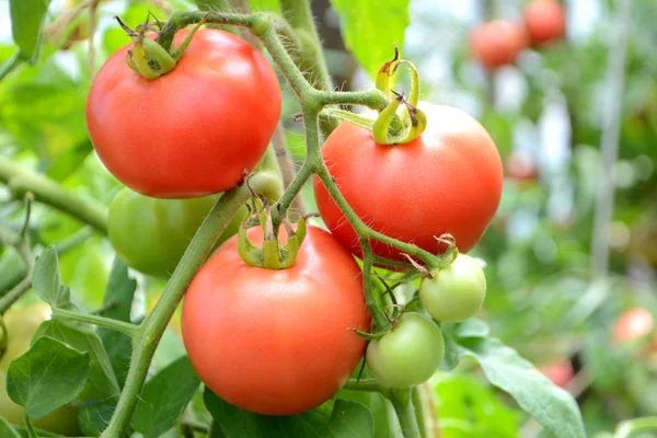 Ripe Organic Tomatoes Grow Branch Greenhouse Royalty Free Stock Images