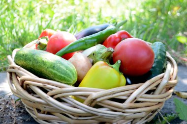 Bir hasır sepet bahçede farklı taze organik sebzeler. Yaz ve sonbahar hasat. Sağlıklı organik gıda konsepti