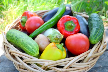 Bir hasır sepet bahçede farklı taze organik sebzeler. Yaz ve sonbahar hasat. Sağlıklı organik gıda konsepti