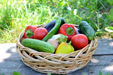 Bir hasır sepet bahçede farklı taze organik sebzeler. Yaz ve sonbahar hasat. Sağlıklı organik gıda konsepti
