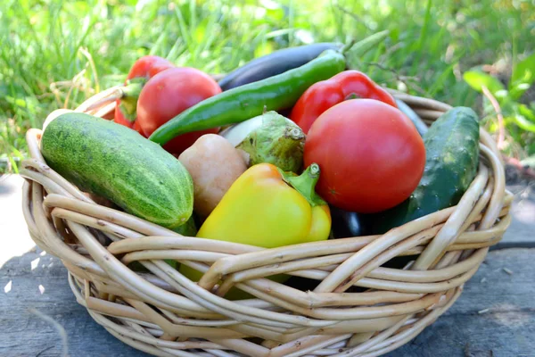 Different Fresh Organic Vegetables Garden Wicker Basket Summer Autumn Harvest — Stock Photo, Image