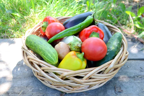 Olika Färska Ekologiska Grönsaker Från Trädgården Korg Sommar Och Höstskörden — Stockfoto