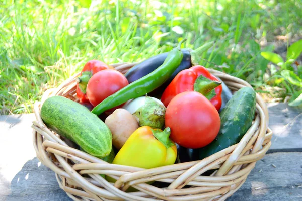 Different Fresh Organic Vegetables Garden Wicker Basket Summer Autumn Harvest — Stock Photo, Image