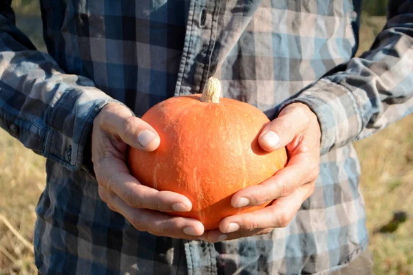 Оранжевая Тыква Руках Человека Клетчатой Рубашке Осенний Урожай — стоковое фото