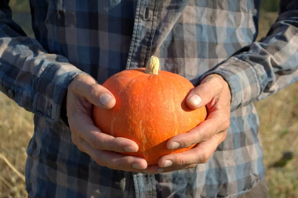 Calabaza Naranja Las Manos Hombre Con Una Camisa Cuadros Cosecha — Foto de Stock