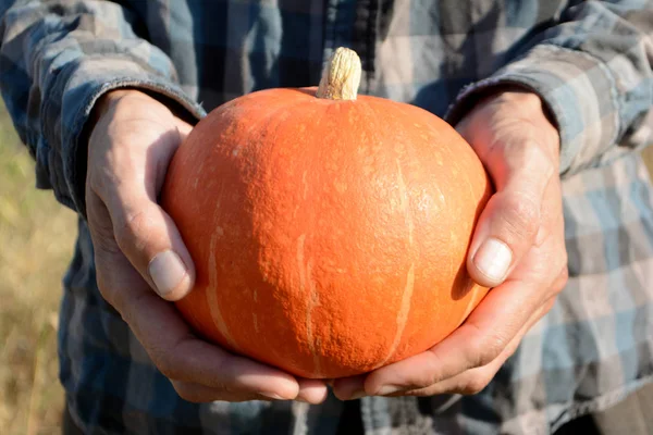 Calabaza Naranja Las Manos Hombre Con Una Camisa Cuadros Cosecha — Foto de Stock