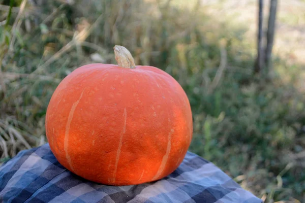 Calabaza Naranja Orgánica Jardín Cosecha Otoño — Foto de Stock