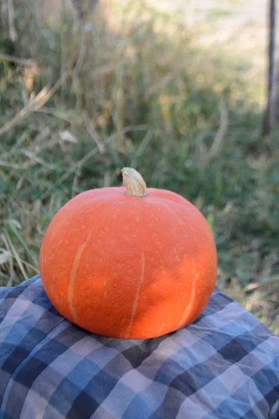 Citrouille Orange Biologique Dans Jardin Récolte Automne — Photo