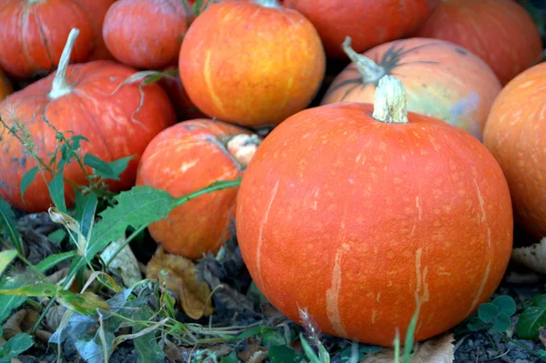 Calabaza Naranja Orgánica Jardín Cosecha Otoño — Foto de Stock