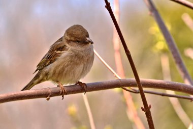 Bir dalın üzerine tünemiş serçe merakla bakar mesafeye