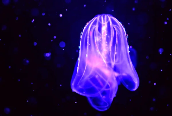 Medusa Azul Conceito Espaço Sideral — Fotografia de Stock