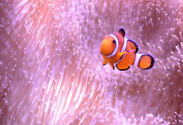 Deniz şakayıklarının arasında yüzen bir palyaço balığının yakın görüntüsü