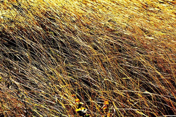 Fundo Texturizado Grama Soprando Suavemente Uma Brisa — Fotografia de Stock