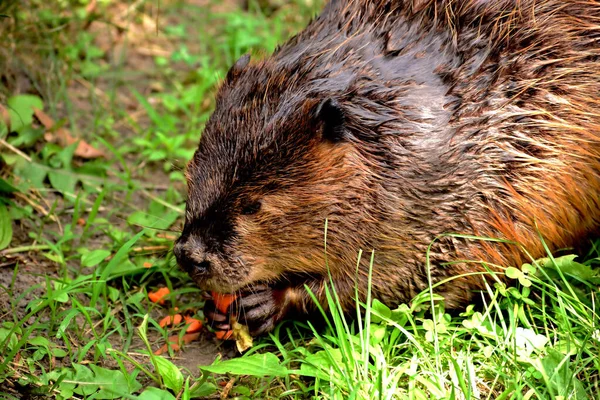 Nahaufnahme Eines Bibers Der Eine Möhre Frisst — Stockfoto