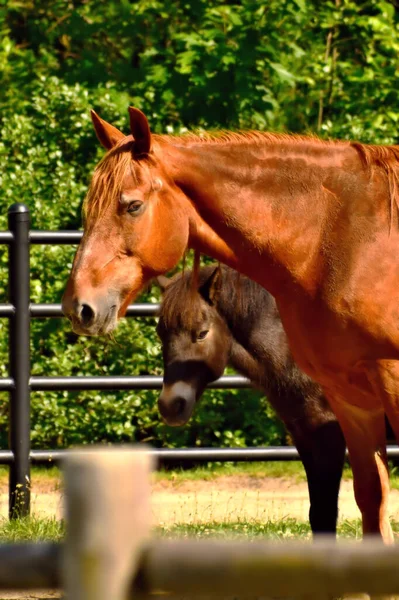 Korumalı at kardeşini koruyor.