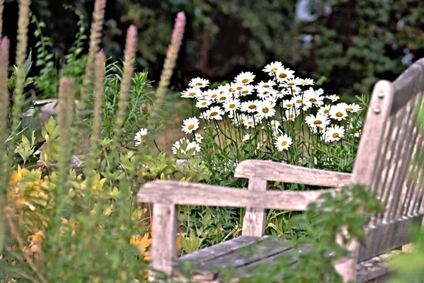 Bahçede shasta papatyaları olan davetkar, yıpranmış bir bank.
