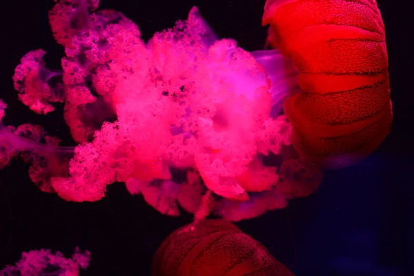 Siyah arka plana karşı kırmızı denizanası