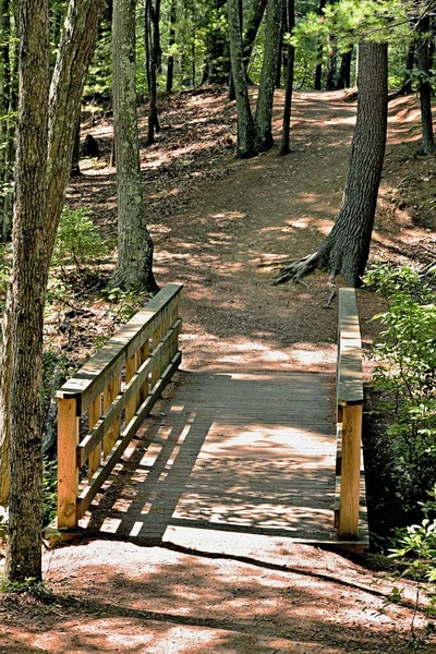 Orman yolu ve orman boyunca köprü.