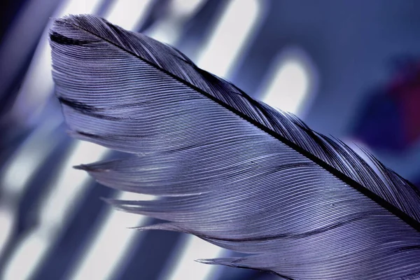 Gölgeleri ve mavi arkaplanı olan bir tüye yakın çekim