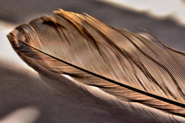 Altın kahverengi tüy yakın plan