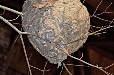 Büyük bir eşekarısı kovanının yakın görüntüsü