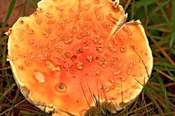 森林中野生蘑菇的特写图片 — 图库照片