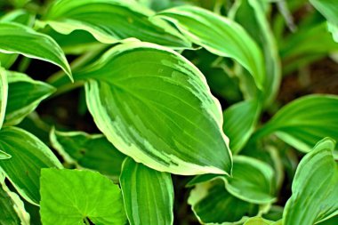 Değişik Hosta yaprağının yeşil dokusunu ve çizgilerini kapat